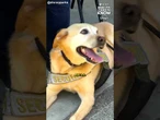 9-year-old Disneyland security dog celebrates retirement