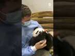 Panda cub bottle-fed in zookeeper's arms