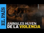 OSTOK | VIOLENCIA en CULIACÁN desplaza a 700 animales de un santuario | EL PAÍS