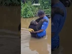 #Chimpanzé reconhece cuidador após anos e emociona santuário de #Camarões #shorts #viral #amor