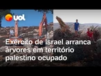 Exército de Israel arranca oliveiras, símbolo palestino, na Cisjordânia: 'Eliminar a história'