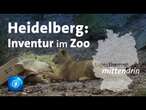 Heidelberg: Inventur im Zoo | tagesthemen mittendrin