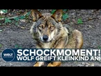 ITALIEN: Wolf greift zweijähriges Kind an! Familienhund rettet dem Jungen das Leben!