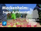 Meckenheim: Herausforderungen bei der Apfelernte in einem Bio-Betrieb | tagesthemen mittendrin
