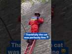 Firemen rescue stranded cat found clinging to tall city wall in China