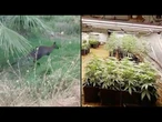 Três wallabies e outros animais são resgatados em plantação de maconha na Espanha | AFP