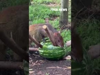WATCH: Oakland Zoo friends enjoy a refreshing treat #zoo #shorts #watermelon #snacks