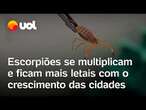 Escorpiões se multiplicam com o crescimento das cidades e se tornam cada vez mais letais; confira