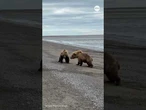 Tourists get front-row seat to bear brawl in Alaska