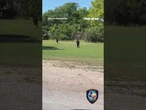 Escaped kangaroo leads Texas police on wild neighborhood chase