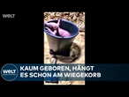 ZOO BERLIN: Niedlicher Neuzugang – ein Erdferkel-Junges erkundet seine Welt – im Überblick