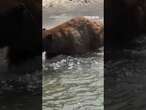 Massive bear pays no mind to beachgoers as it enjoys a dip in Lake Tahoe