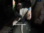 Rettung von Tintenfischen aus illegalen Fallen