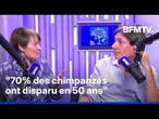 Les chimpanzés peuvent-ils nous aider à sauver la forêt ?