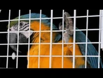 Tucanos, tartarugas e macacos resgatados em megaoperação contra tráfico de animais | AFP