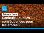 Canicule et sécheresse en France : quelles conséquences pour les arbres ? • FRANCE 24