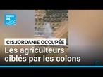 Attaques de colons en Cisjordanie occupée : les agriculteurs palestiniens ciblés • FRANCE 24