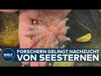 DURCHBRUCH IN KALIFORNIEN: Forscher retten bedrohten Sonnenblumenseestern durch Zuchtprogramm!