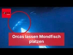 Forscher entdecken seltenes Phänomen im Golf von Kalifornien
