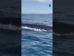 Due balenottere sono state avvistate al largo del mare di Ischia
