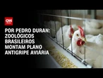 Zoológicos brasileiros montam plano antigripe aviária | CNN NOVO DIA