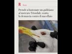Prende a bastonate un gabbiano al mercato Trionfale: scatta la denuncia contro il macellaio