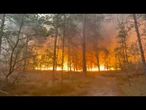 Incêndio devasta a floresta de Fontainebleau | AFP