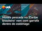 Pescador fisga moreia e encontra garrafa plástica e tampa de cerveja dentro dela em Alagoas; vídeo