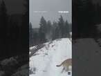 Man captures 'snownado' walking dogs in Utah