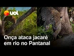 Onça ataca jacaré e caça dentro de rio no Pantanal do Mato Grosso; biólogos flagram o momento; vídeo