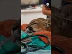 California mountain lion returns to the wild after recovering from injury