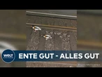 ENTENALARM IN HAMBURG: Entenfamilie mit Küken stoppt S-Bahnverkehr im Tunnel von Altona komplett!