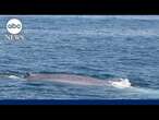 Massive blue whale seen off the coast of Massachusetts in rare double sighting