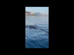 Giovane capodoglio avvistato a Capo Zafferano