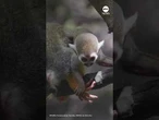 Bronx Zoo debuts baby squirrel monkeys