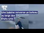 Une baleine renverse un bateau au large des États-Unis