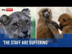 Zoo staff face death threats for feeding baboon remains to lions