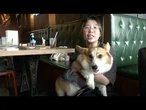 Hong Kong permite entrada de cães em restaurantes | AFP