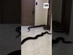 Homem solta cobras para se vingar de vizinho com cão barulhento