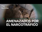 MÉXICO: LA VIOLENCIA de los CÁRTELES obliga a TRASLADAR a CENTENARES DE ANIMALES | RTVE Noticias