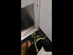 Iguana leaps out pf package at FedEx store
