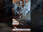 Skamieniałość gigantycznego skorpiona w Wielkiej Brytanii