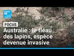 Australie : le fléau des lapins, espèce devenue invasive • FRANCE 24