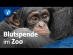 Blutspenden im Leipziger Zoo: „Jeder Spender ist gefragt“