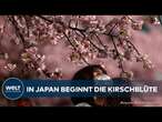 KIRSCHBLÜTE IN JAPAN: Rosa Blütenmeer zieht von Kyūshū bis Hokkaidō Touristen in seinen Bann!