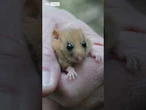 Meet the people saving hazel dormice