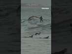 Dolphins ride waves with surfers off California coast