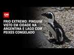 Frio extremo: Pinguim visto em cidade na Argentina e lago com peixes congelado | CNN NOVO DIA