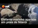 Elefante-marinho com cerca de 4 toneladas é flagrado em praia de Niterói (RJ)