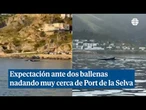 Gran expectación por dos grandes ballenas nadando en la bahía de Port de la Selva